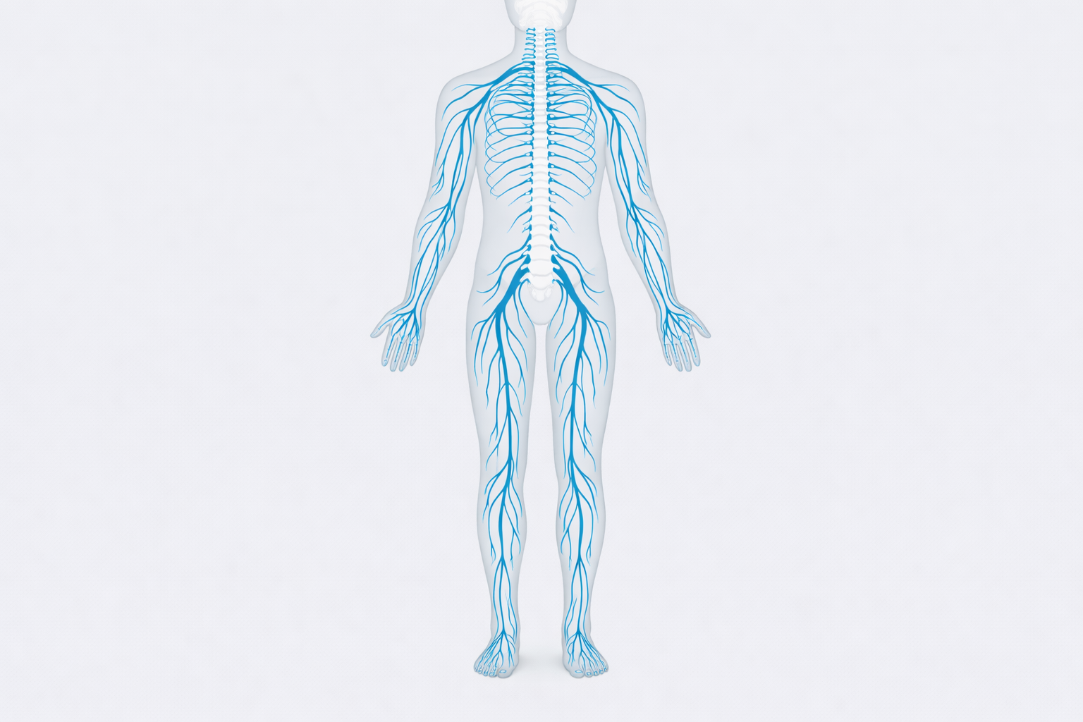 Medical illustration of the peripheral nervous system showing nerve pathways from spine to feet and hands